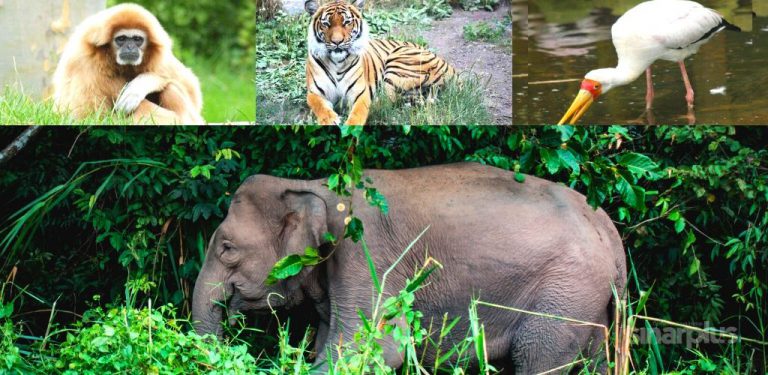 10 senarai haiwan terancam di Malaysia