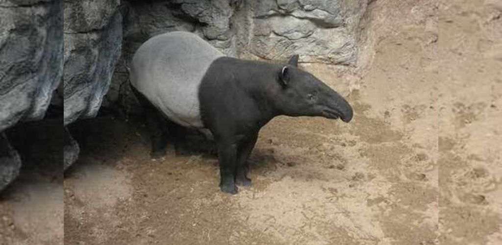 haiwan tapir