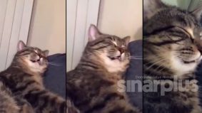 [VIDEO]"Penat sangat tu" - Gelagat kucing tidur berdengkur jadi tumpuan