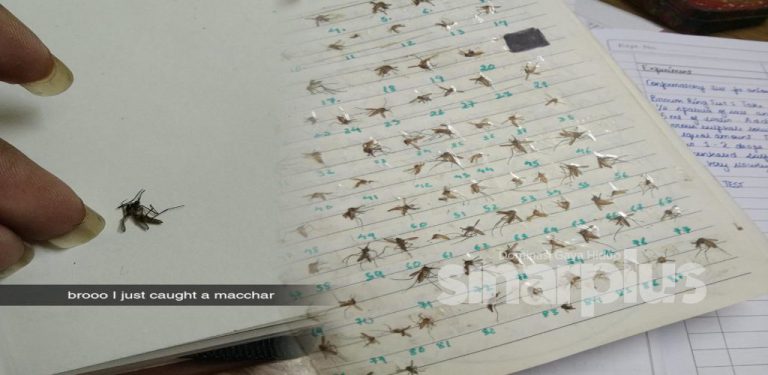 Hobi pelik! Wanita kumpul bangkai nyamuk yang berjaya dibunuh sebagai koleksi