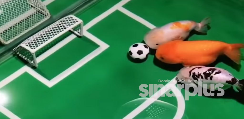 [VIDEO] Serius comel! ikan emas pun pandai main bola, siap buat jaringan gol
