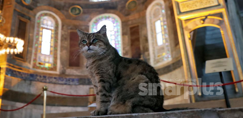 'Penjaga' Hagia Sophia dalam kenangan, 8 fakta mengenai Gli tentang kisah hidupnya