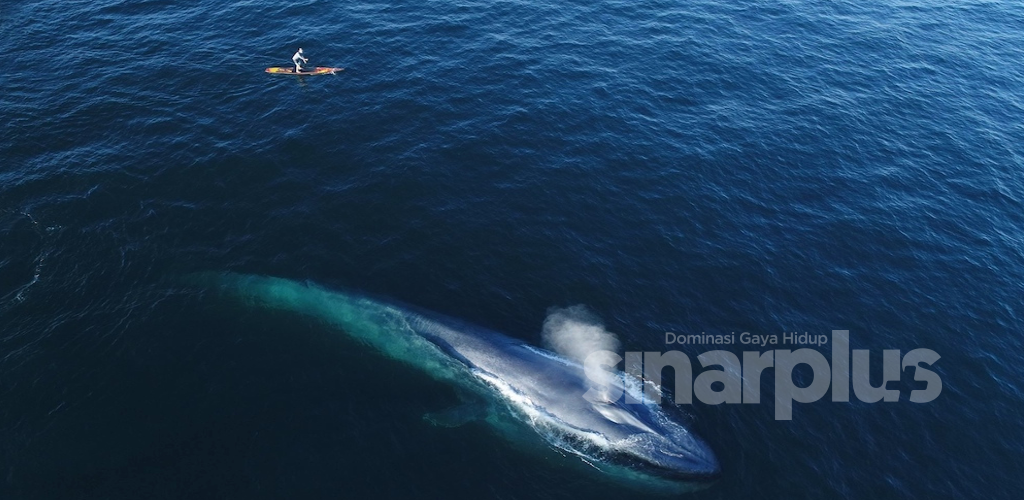 [VIDEO] Hampir ‘ditelan’ ikan paus ketika berkayak, awas penggemar aktiviti sukan laut!