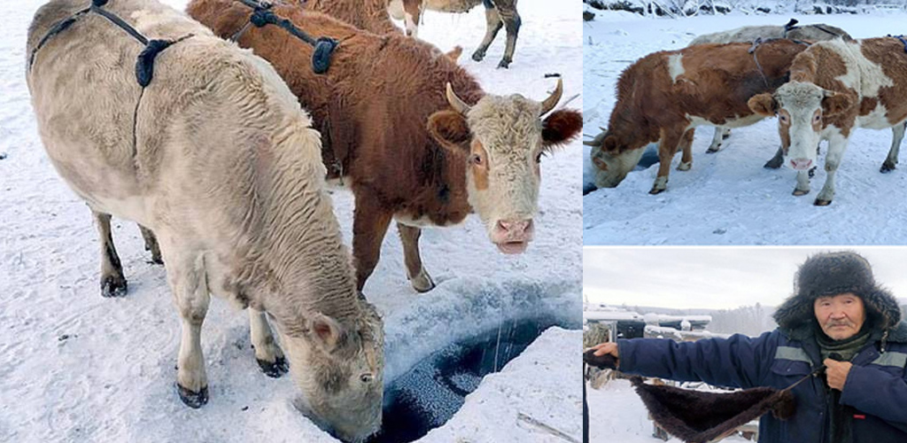 Patutlah lembu pun dipakaikan bra, Oymyakon desa paling sejuk di dunia