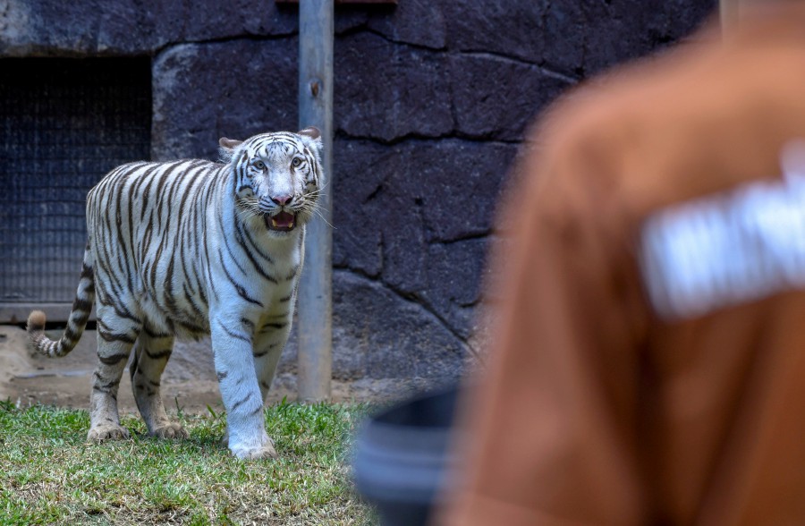 Gambar tular kes Covid-19 di Zoo Melaka palsu! Sengaja menakut-nakutkan orang ramai