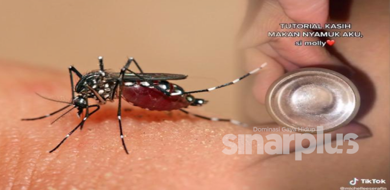 [VIDEO] Gadis bela nyamuk sebagai haiwan peliharaan, ini cara Molly makan