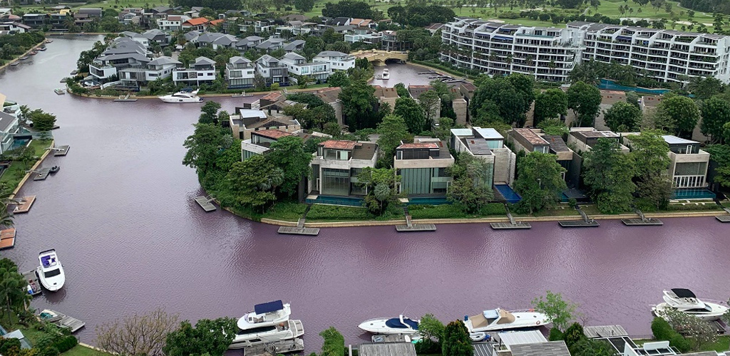 Perairan Sentosa Cove Singapura berubah jadi merah jambu dan berbau busuk