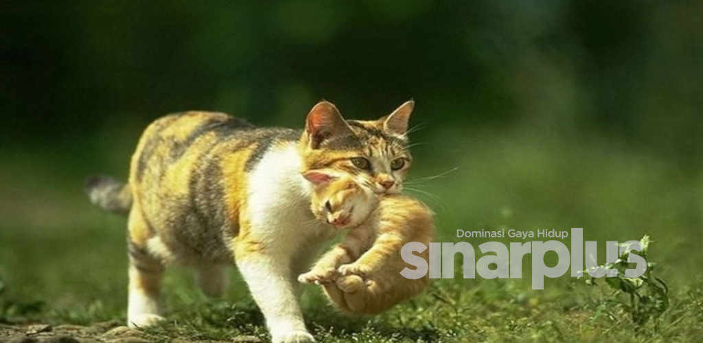 Wanita buang kucing akibat bimbang dijangkiti Covid-19 didenda lebih RM12,000