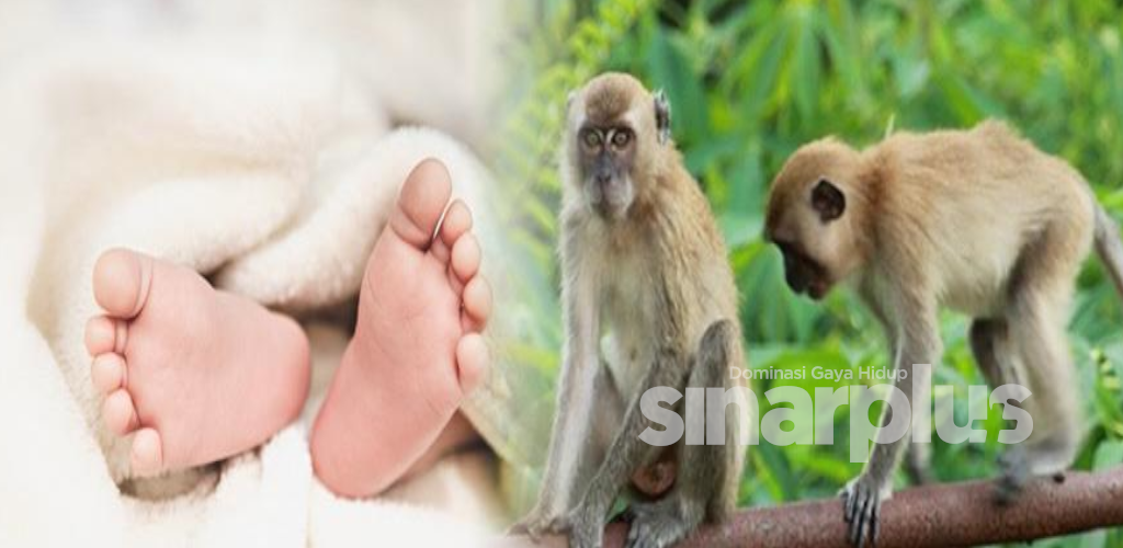 Bayi kembar lapan hari maut dicampak sekumpulan monyet