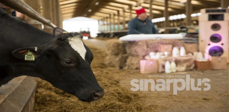 Lembu di London dengar konsert muzik untuk hasilkan susu lebih sedap dan manis