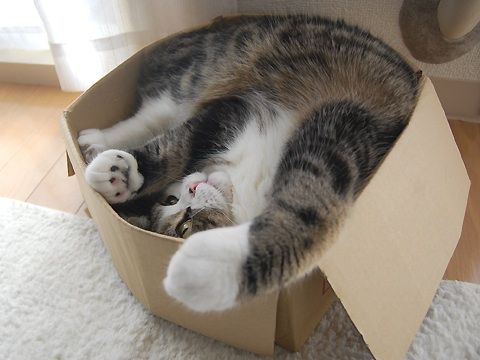 Kucing sangat gemar dengan kotak, ini sebabnya