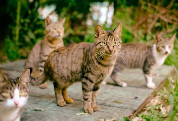 Wanita buang kucing akibat bimbang dijangkiti Covid-19 didenda lebih RM12,000