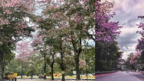 'Musim Sakura' di Gombak bagai di Jepun, Korea Selatan