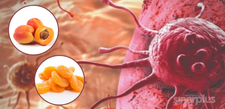 Buah aprikot boleh halang kanser daripada merebak. Kajian universiti terkemuka buktikan kesahihannya