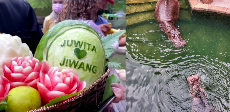 [VIDEO] Siap berkompang, makan beradab, persis perkahwinan Melayu. Pasangan badak Jiwang Juwita selamat disatukan