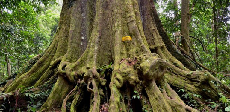 Bangganya! Pokok cengal terbesar dunia ada di Terengganu, sama tinggi bangunan 20 tingkat