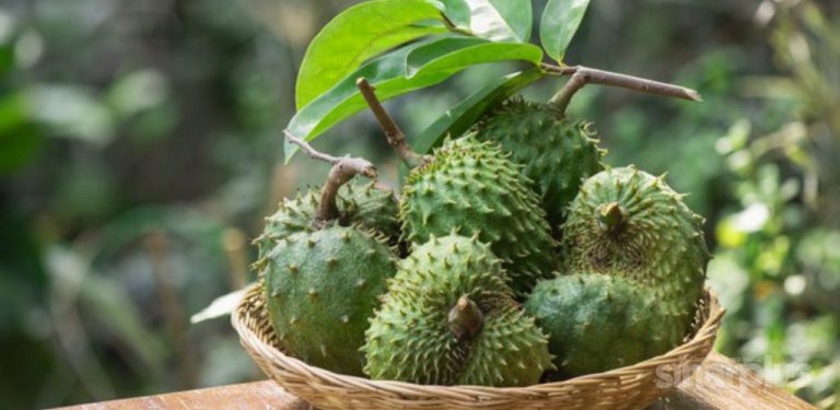 Menakjubkan! Bukan sahaja buah durian belanda berkhasiat, malah daunnya juga dapat rawat penyakit kronik