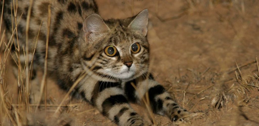 Black-Footed Cat, kucing kecil berbahaya. Memburu lebih daripada 