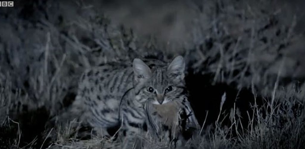 Black Footed Cat, kucing kecil berbahaya. Memburu lebih daripada harimau bintang!