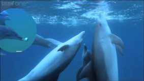 Ikan lumba-lumba ‘khayal’ di lautan menggunakan ikan buntal