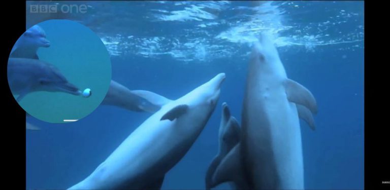 Ikan lumba-lumba ‘khayal’ di lautan menggunakan ikan buntal