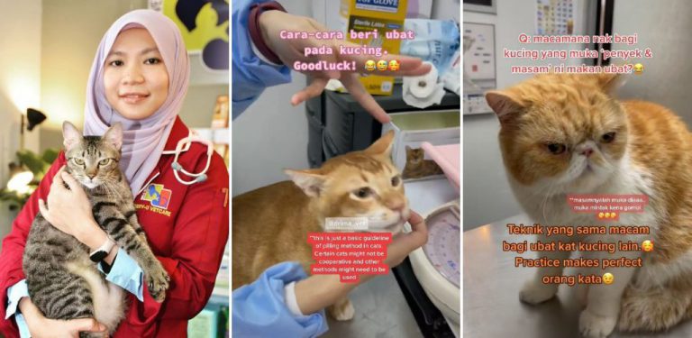 [VIDEO] Begini caranya bagi kucing ubat. Doktor veterinar tunjuk step by step, confirm tak melawan