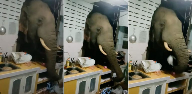 [VIDEO] Gajah nakal jenguk dapur, pecah dinding untuk 'curi' beras