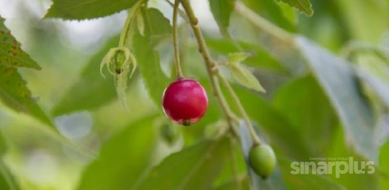 6 khasiat hebat daun pokok ceri kampung, tak sangka boleh rawat banyak penyakit kronik