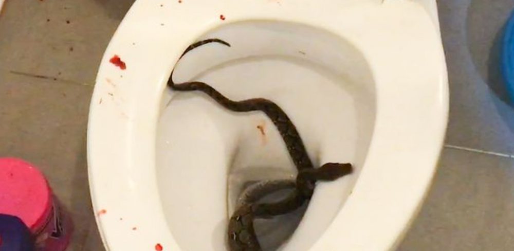 'Harap kemaluan dapat pulih ' - Remaja digigit ular sawa di tandas