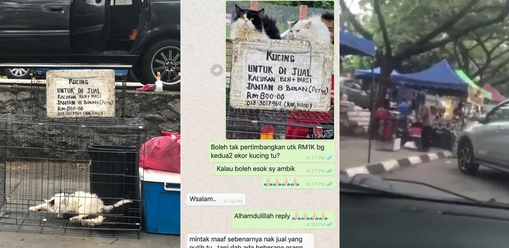 Pak cik jual kucing RM800 tepi jalan dikecam, Animal Malaysia gesa tindakan pihak berkuasa