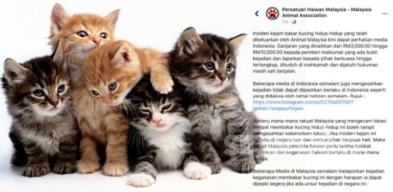 Kejam! Pembunuh kucing diburu, pemberi maklumat bakal terima ganjaran RM10,000