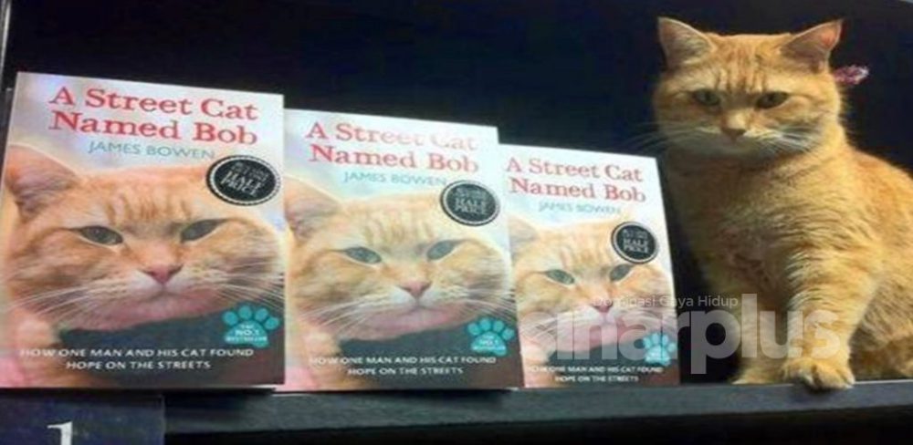 Hidup gelandangan berubah selepas kehadiran kucing jalanan bernama Bob