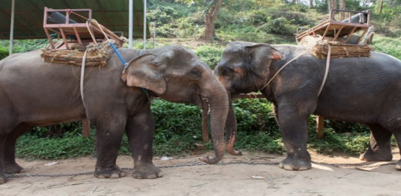 Covid-19: Puluha gajah di Thailand kini bebas
