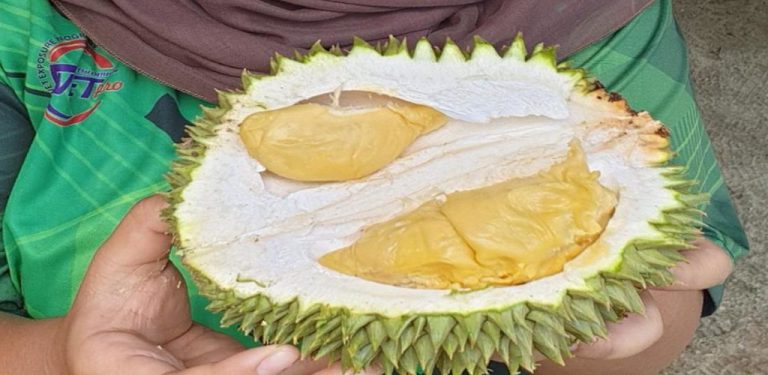 Kegemilangan Durian Paduka, kebanggaan negeri Perak yang ramai tak tahu