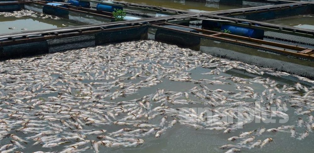 Pemuda berumur 25 tahun ternak ikan dalam sangkar untuk pasaran seluruh Sabah