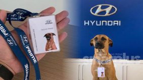 Hari-hari datang ‘berjaga’, Hyundai lantik seekor anjing jadi pekerja