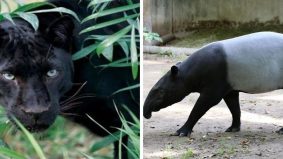 [VIDEO] Harimau kumbang, tapir dalam universiti. Deep jawapan Animal Malaysia mengapa ia berlegar di situ