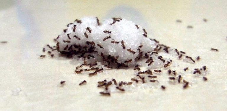 8 cara jimat, semula jadi singkir semut huni dalam rumah