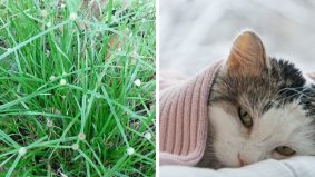 Bantu rawat kucing sakit parvo, selesema atau demam dengan rumput pendul