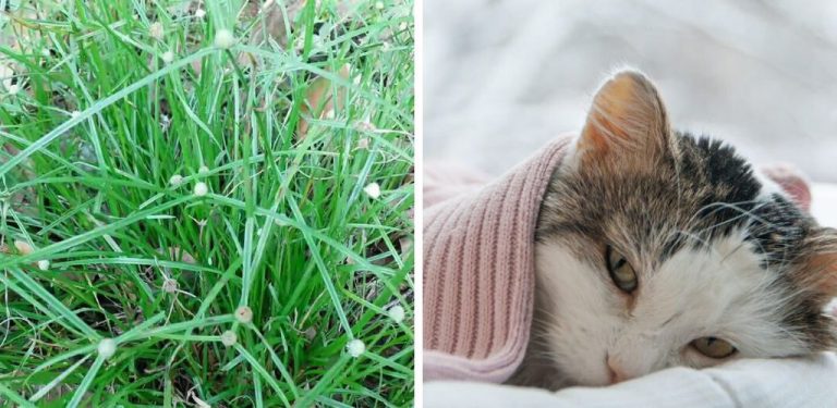 Bantu rawat kucing sakit parvo, selesema atau demam dengan rumput pendul