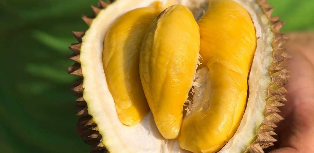 durian gopeng