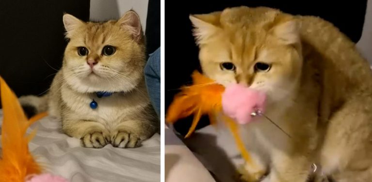 [VIDEO] Si meow pun pandai cemburu, macam ni rupanya bila kucing ada perasaan tu