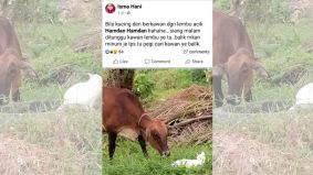 [VIDEO] Selalu hilang, rupa-rupanya Baby jadi peneman si lembu