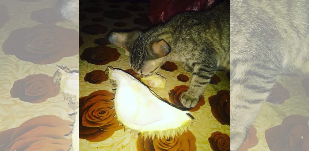 kucing durian