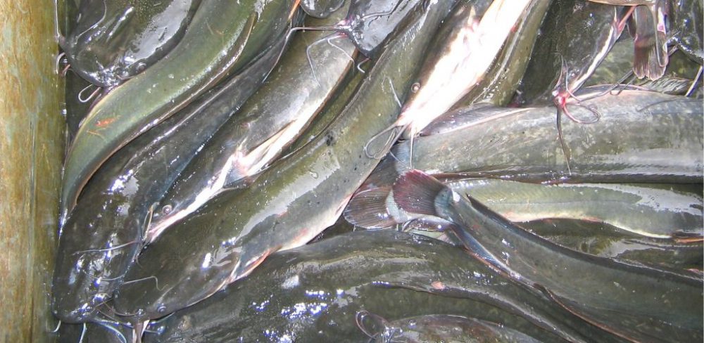 Ikan keli masak cekur