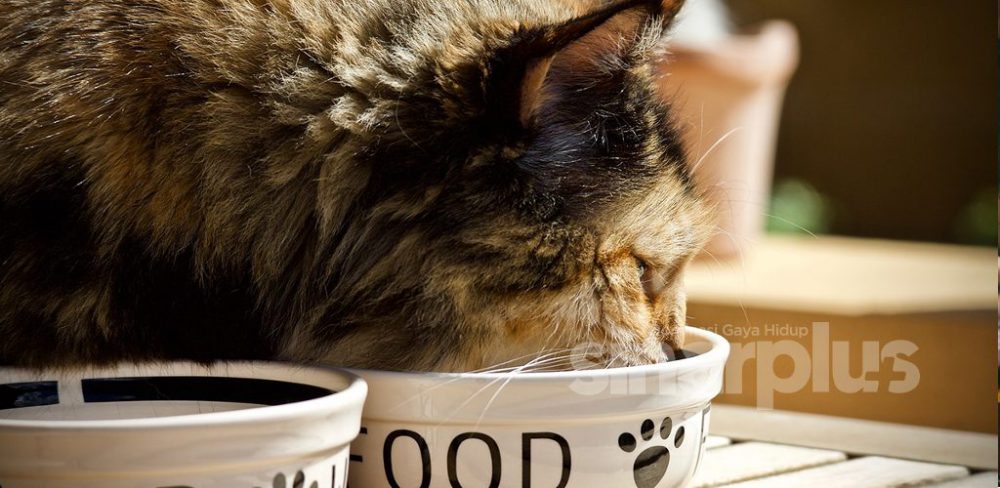 5 rahsia murah rezeki perkongsian PU Amin, salahnya satu daripadanya bagi kucing makan