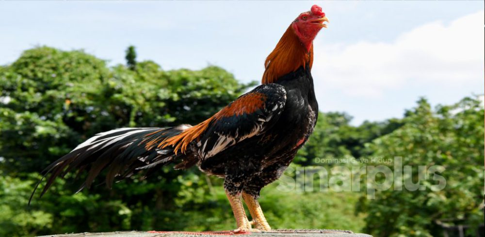 Rezeki Ayam Ratu, harga mampu cecah RM1,000 seekor kini sumber pendapatan