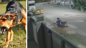 [VIDEO] Abang Kucing cari wanita parah diserang anjing, pemilik turut dijejaki