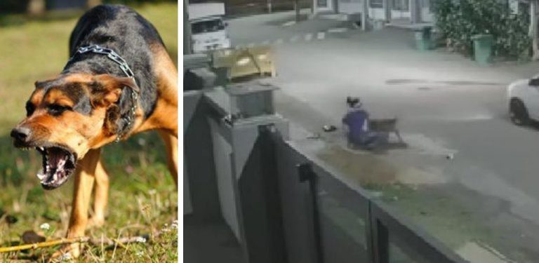 [VIDEO] Abang Kucing cari wanita parah diserang anjing, pemilik turut dijejaki