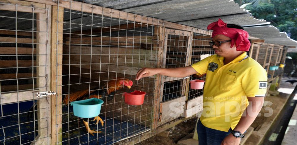 Rezeki Ayam Ratu, harga mampu cecah RM1,000 seekor kini sumber pendapatan